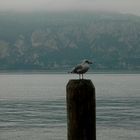 lago di garda. Nebel. & eine Möve.