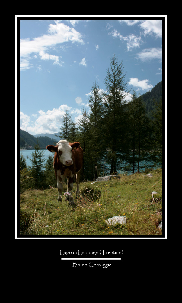 Lago di Lappago con mucca