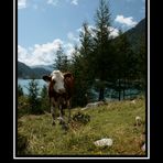 Lago di Lappago con mucca