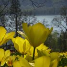 lago di Mainau