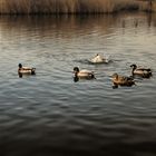 Lago di Massaciuccoli - gli abitanti