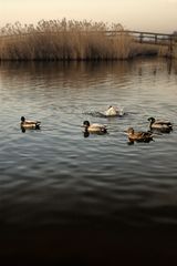 Lago di Massaciuccoli - gli abitanti