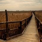 Lago di Massaciuccoli - le passerelle