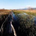 Lago di Massaciuccoli - Oasi Lipu #4