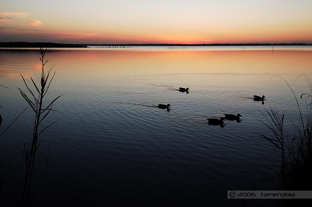 Lago di Massaciuccoli - Oasi Lipu #5