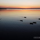 Lago di Massaciuccoli - Oasi Lipu #5