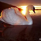 Lago di Mergozzo, un cigno in posa tra me e il sole dell'alba.