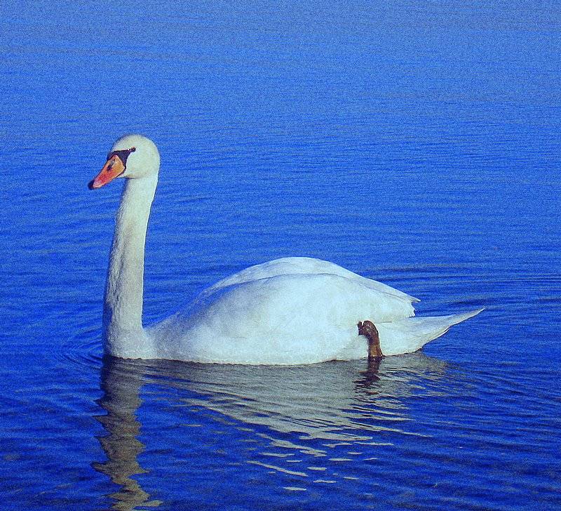 Lago di Peschiera.......