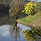 Lago di San Cipriano - 1