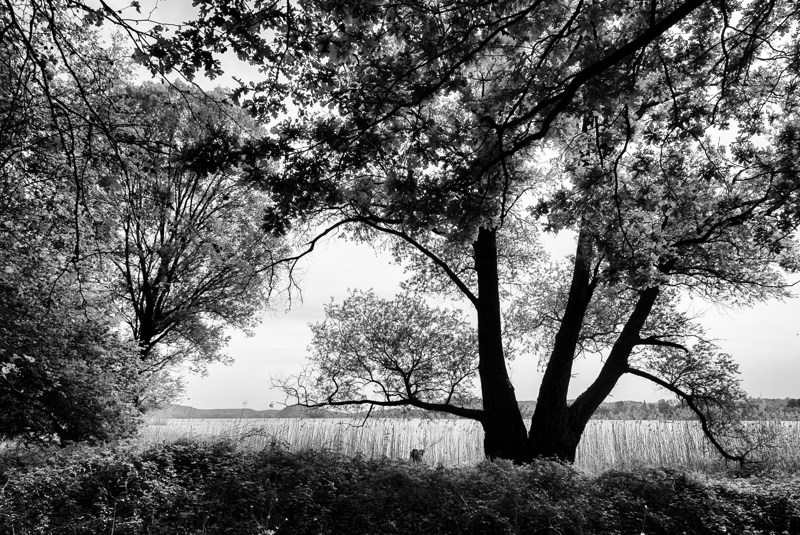 Lago di Varese