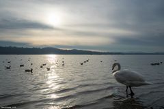 Lago di Varese, crepuscolo