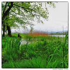 Lago di Varese, pescatore