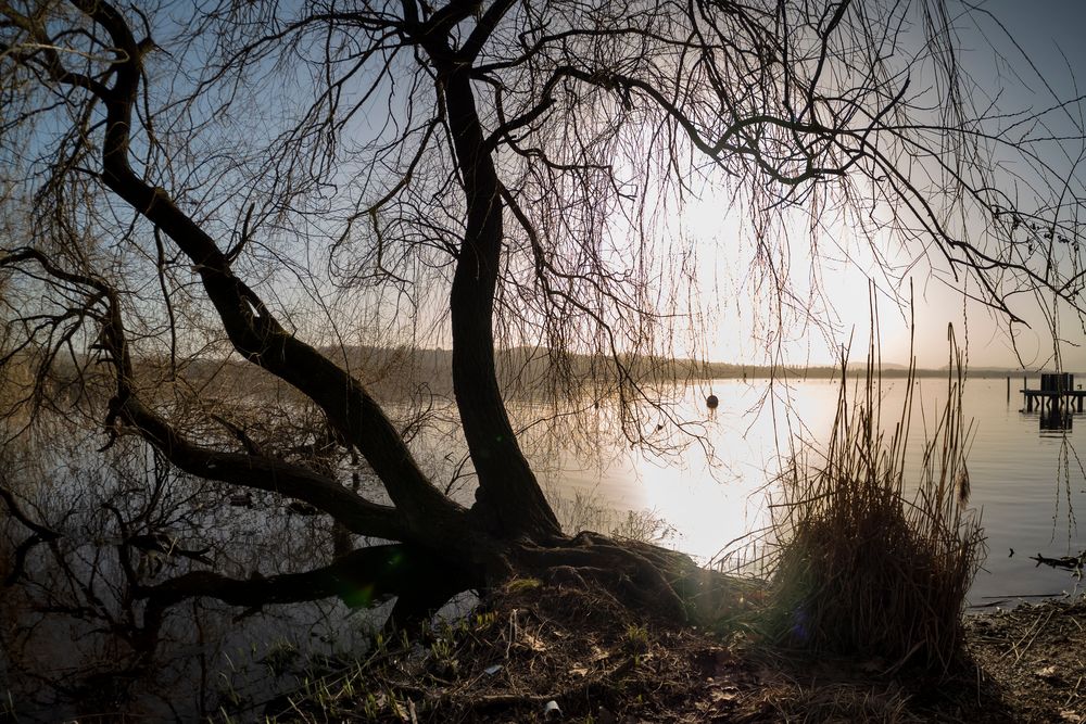 Lago di Varese, rami