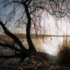 Lago di Varese, rami