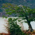 Lago Grey/ Torres del Paine