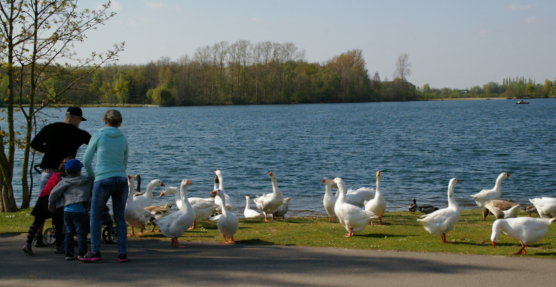 Lago Laprello in Heinsberg - die naechsten Weihnachtsgaense sind schon fast fett.....