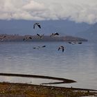 Lago Lican Ray, Chile