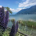 Lago Maggiore