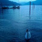 lago maggiore