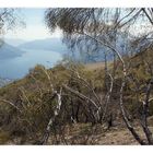 Lago Maggiore con betulle