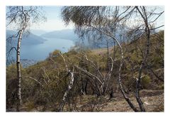 Lago Maggiore con betulle