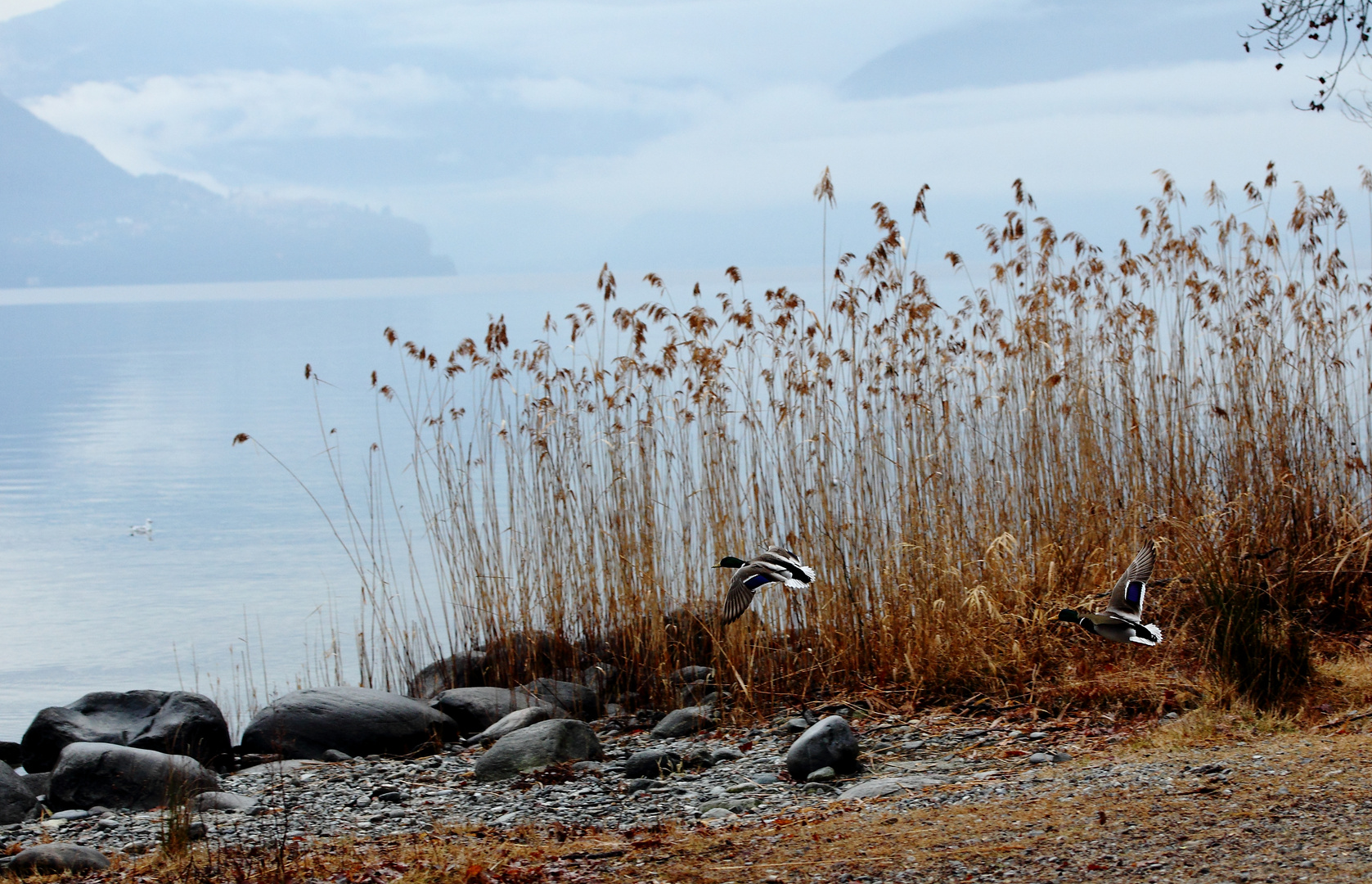 Lago Maggiore im Regen