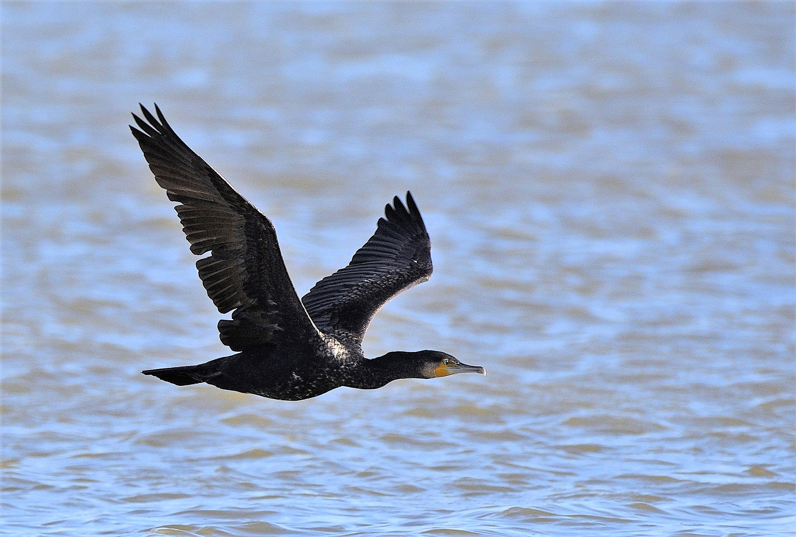 Lago Massaciuccoli - Cormorano