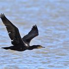 Lago Massaciuccoli - Cormorano