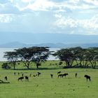 Lago Naivasha