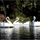 Lago Negro- Gramado- RS