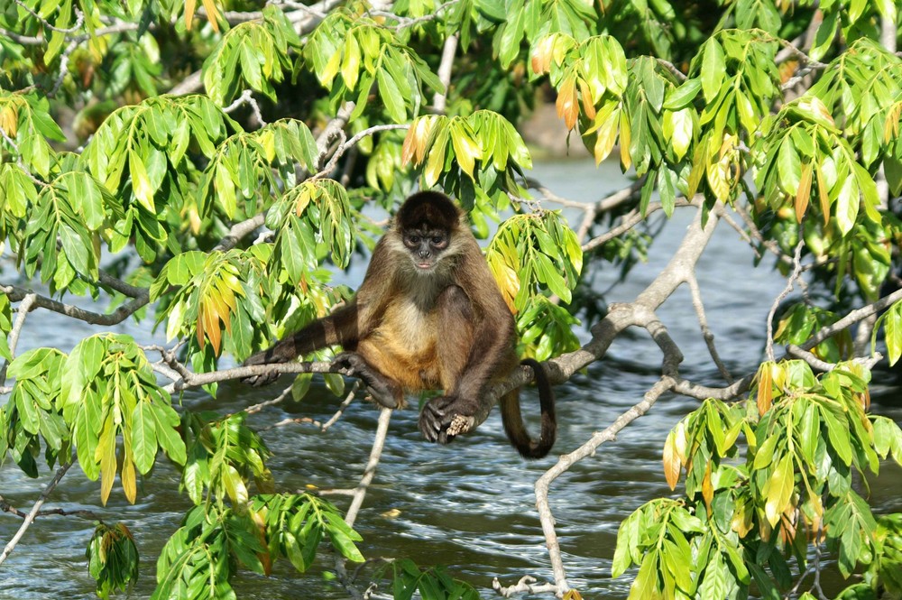 Lago Nicaragua