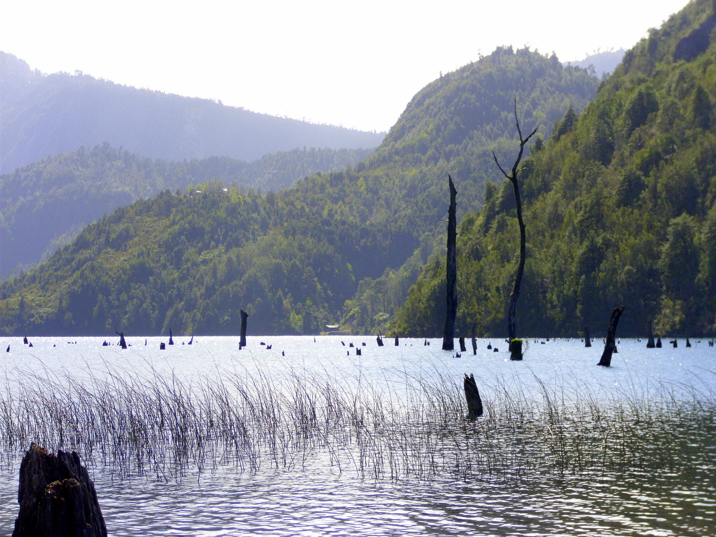 Lago Pellaifa Imagen & Foto paisajes, montañas, naturaleza Fotos de