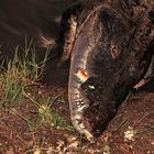 Lago Peten Itza- Krokodil