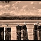 Lago trasimeno