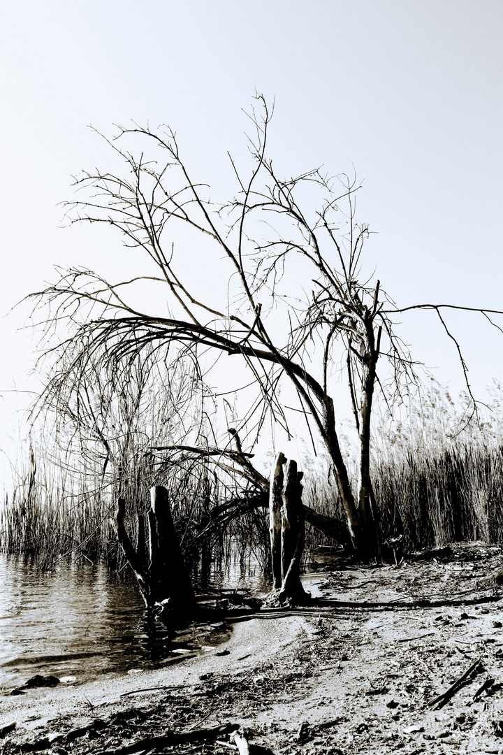 Lago Trasimeno