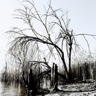 Lago Trasimeno