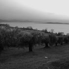 Lago Trasimeno