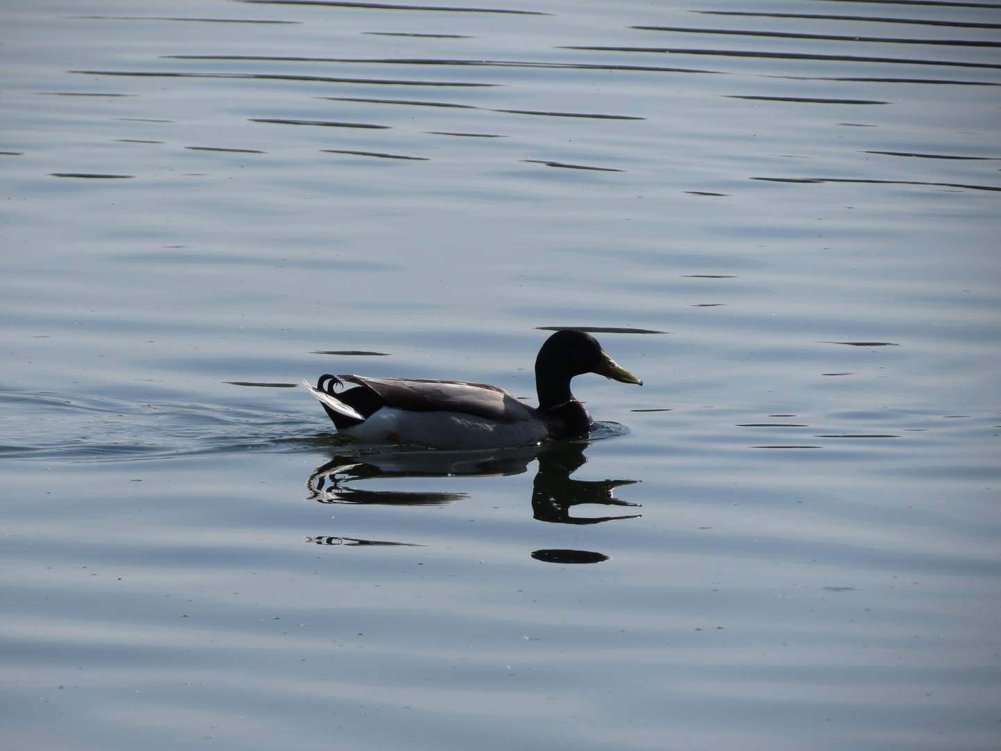 lago varese 1