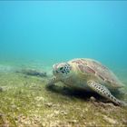 Lagon de Mayotte - La tortue verte