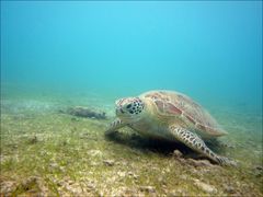 Lagon de Mayotte - La tortue verte