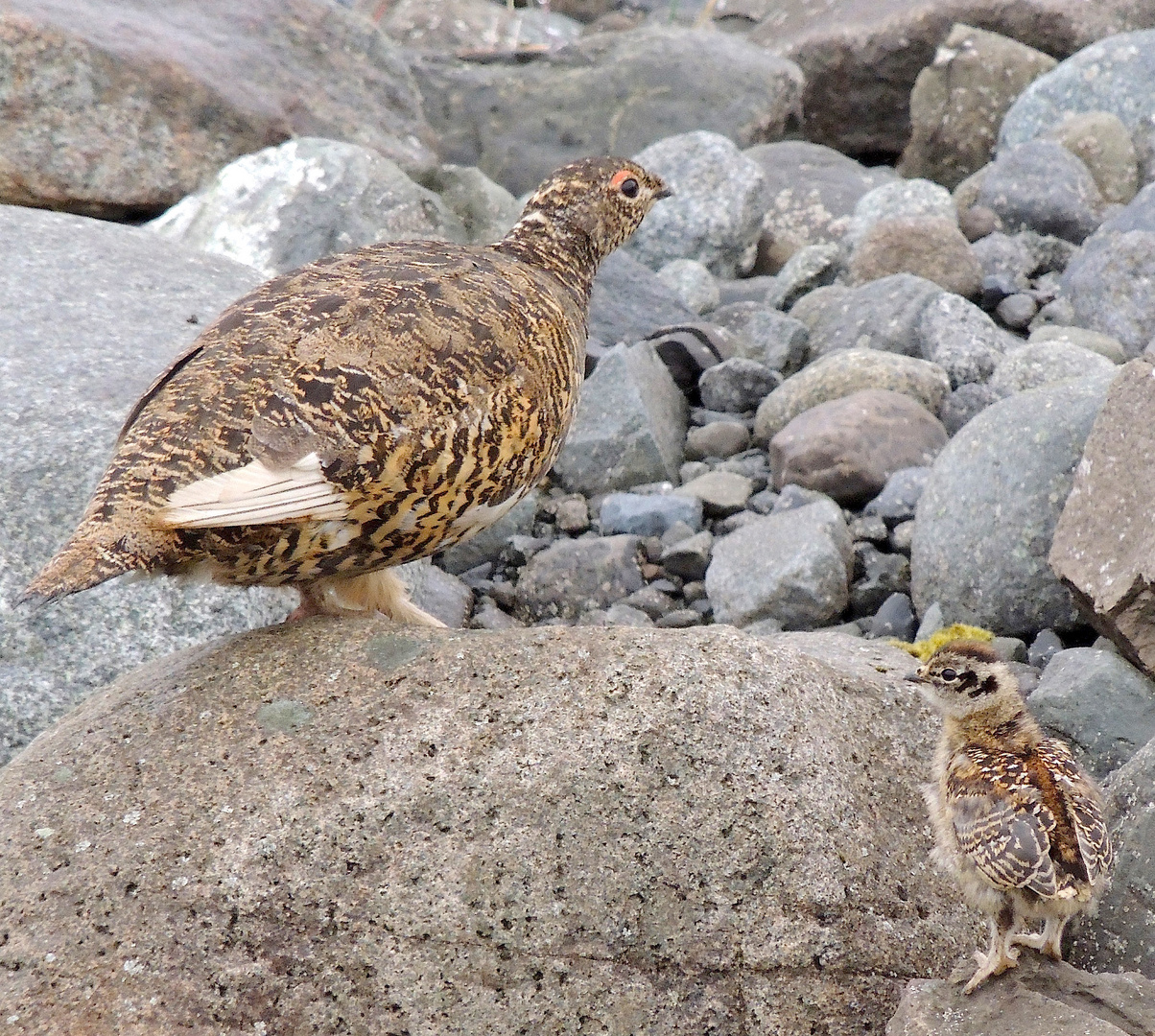 Lagopède d'islande et son petit