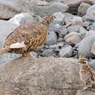 Lagopède d'islande et son petit