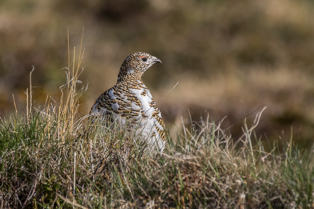 Lagopus mutus