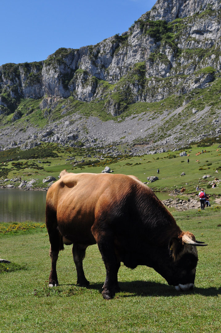 Lagos de Covadonga