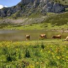 Lagos de Covadonga