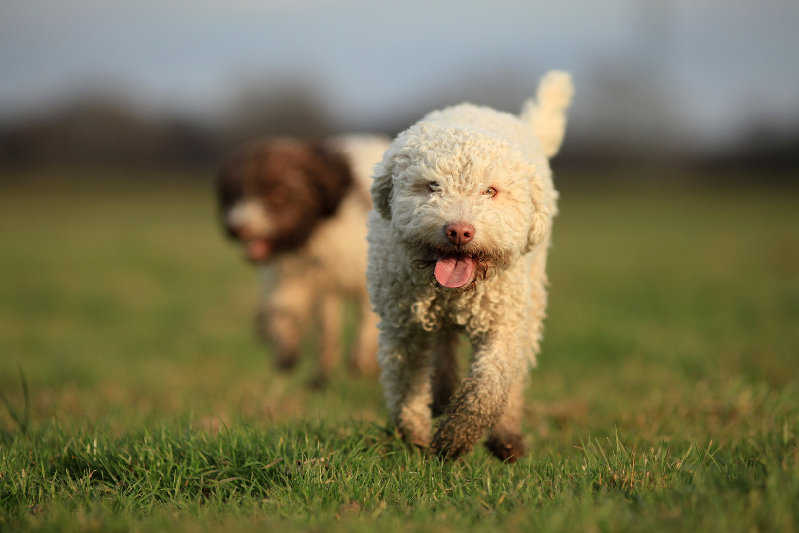 Lagotto