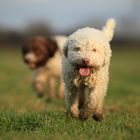 Lagotto