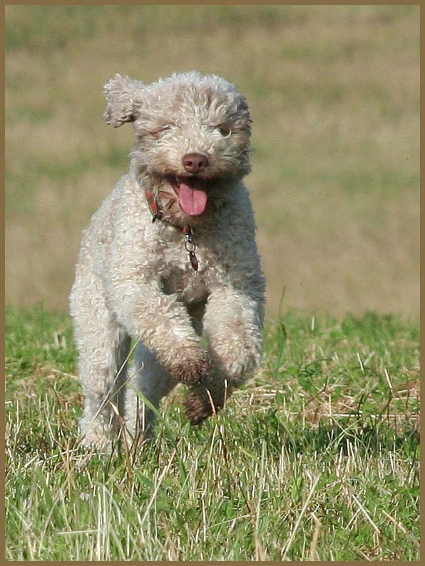 Lagotto-Action