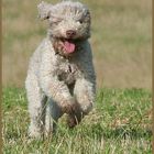 Lagotto-Action