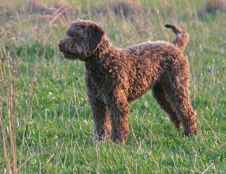 Lagotto Asti 6 Monate alt